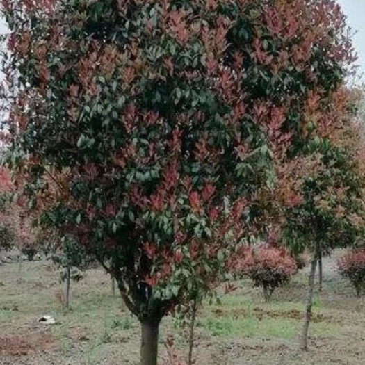 长葛市球花石楠 红叶石楠球石楠树樱花碧桃海棠榆叶梅紫薇三角五角枫白