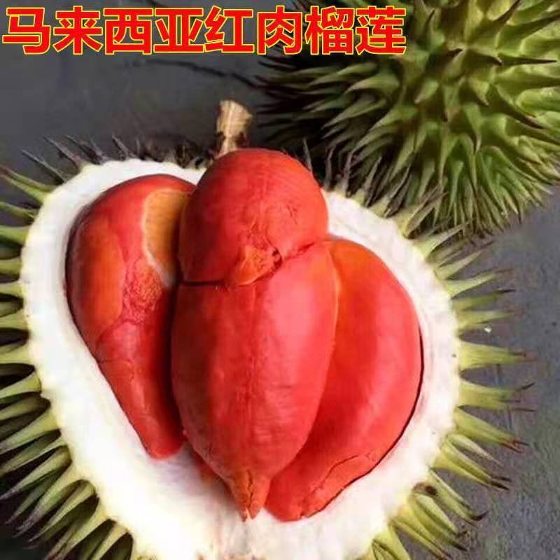 ļ޽ӹԵԽͷϱֲ
