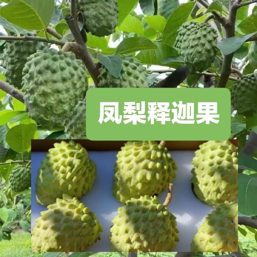 灵山县凤梨释迦果苗冰淇淋蜜甜的水果嫁接苗营养杯苗