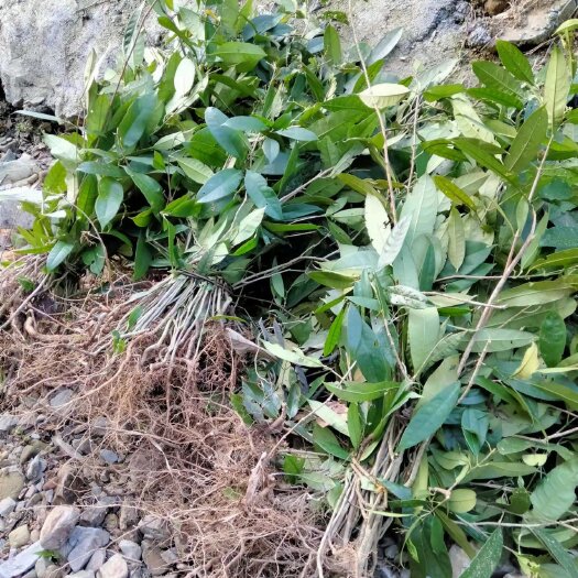 榕江县其它苗木 山香圆树苗