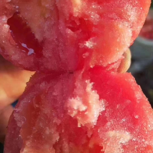 永清县 普罗旺斯水果西红柿番茄
