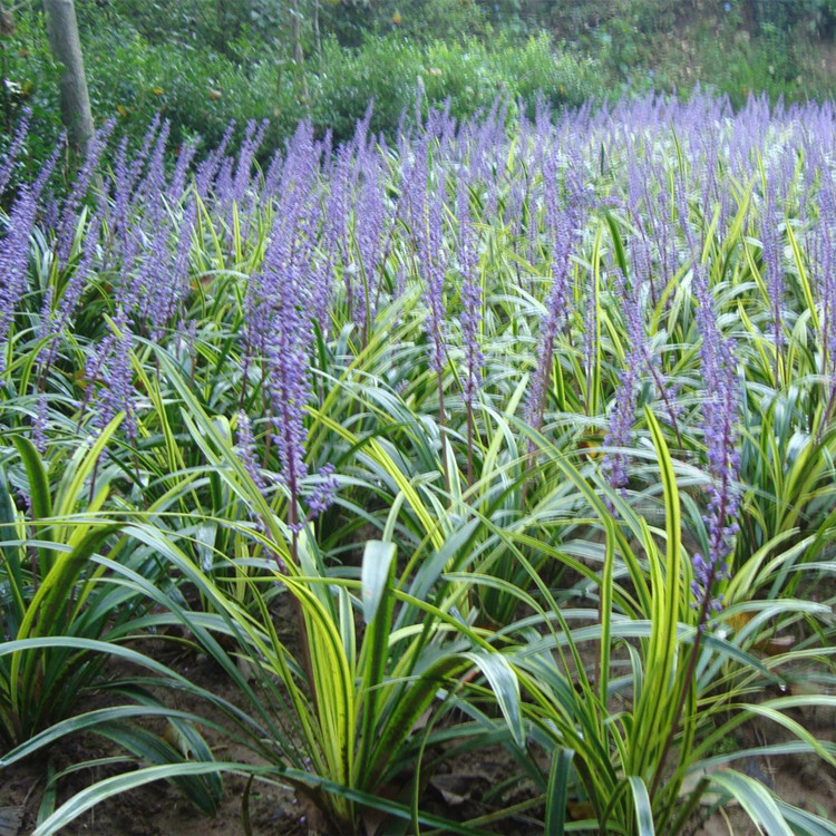  兰花三七 多年生四季常绿草本开花植物 成都参天园林