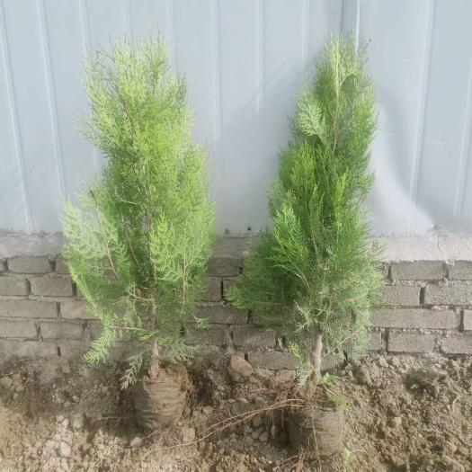 曲阳县侧柏苗带良种证80-100-120护坡荒山复绿专用苗杯苗小苗