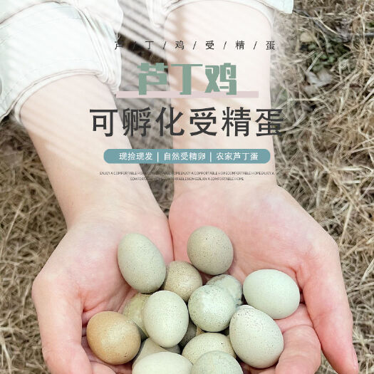 郑州芦丁鸡种蛋受精蛋100个起批