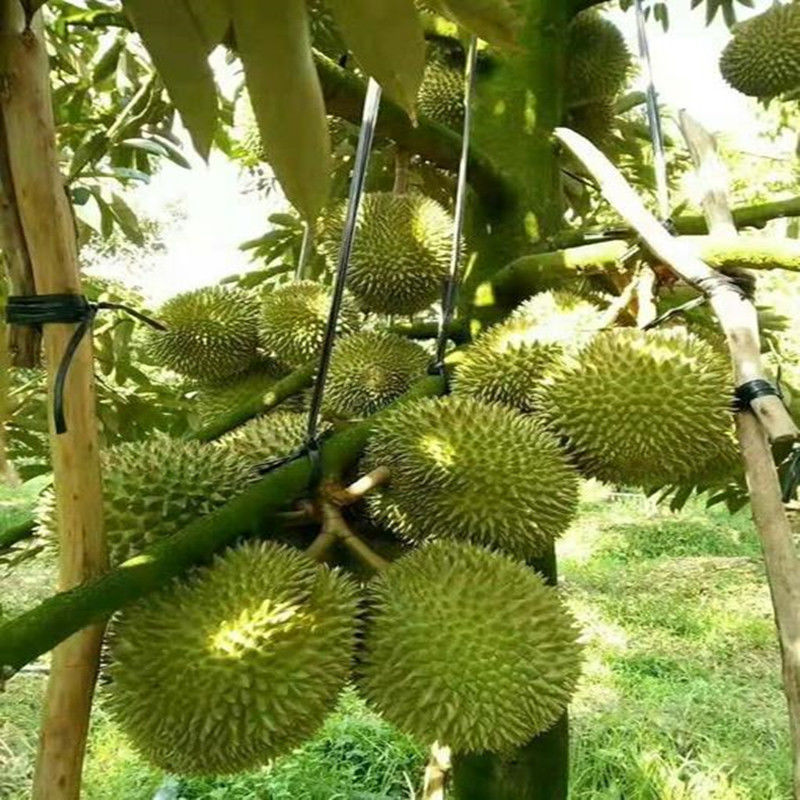 ļ޽ӹԵԽͷϱֲ