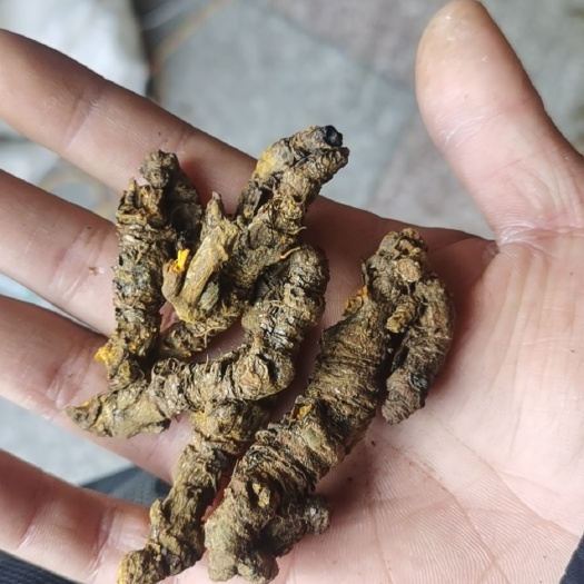 玉林雅连 黄连