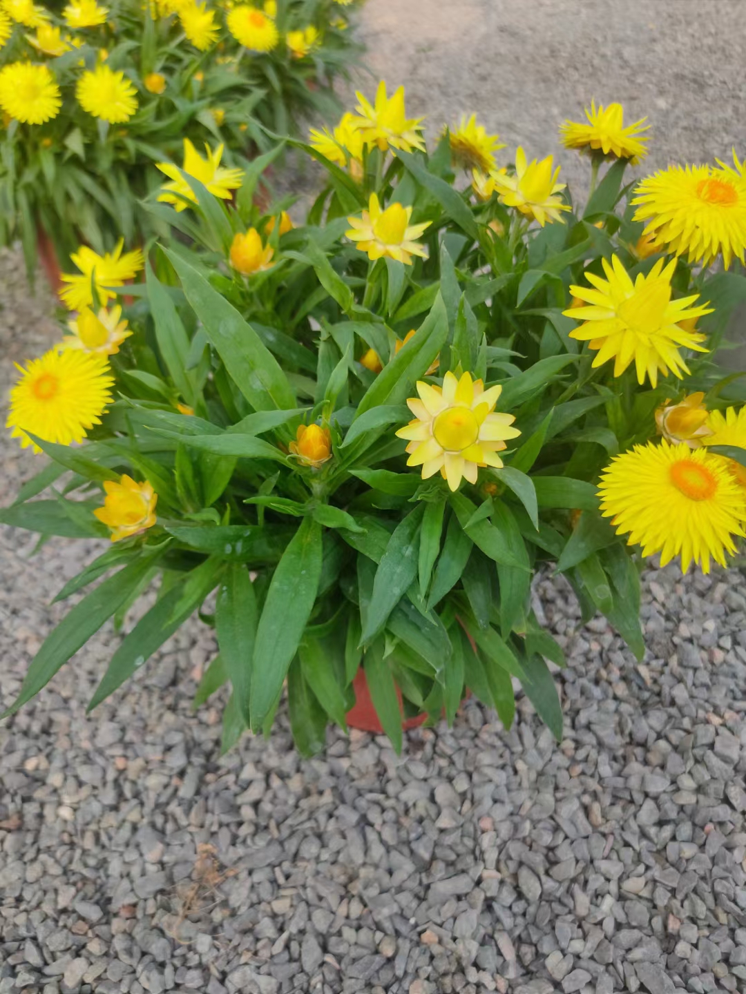 麦秆菊  蜡菊盆栽 花苞多 花期长