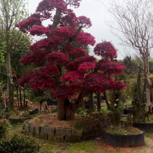 龙山县树桩盆景 红继木树桩