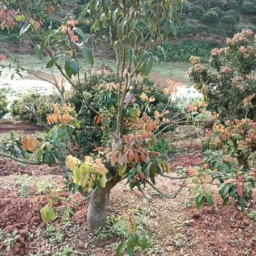 南宁荔枝苗 圈枝苗 带泥带叶