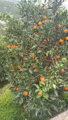 脐橙 重庆市重庆市奉节县 