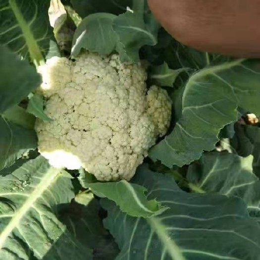 贵阳白花菜花 花菜