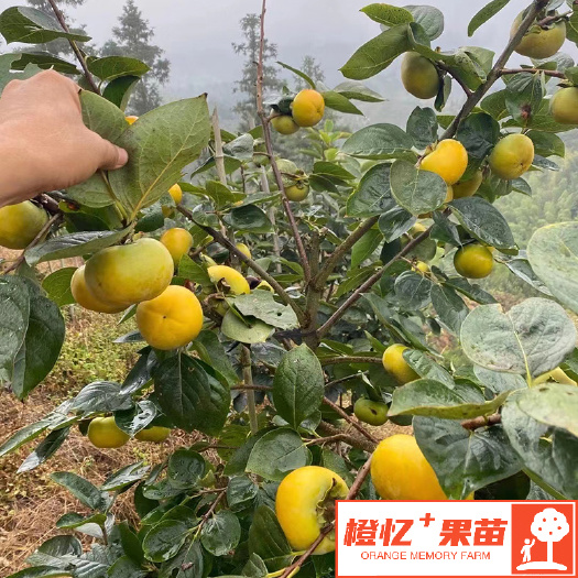 简阳市太秋甜柿苗 大秋甜柿树苗【零售+批发】橙忆家果苗基地直销