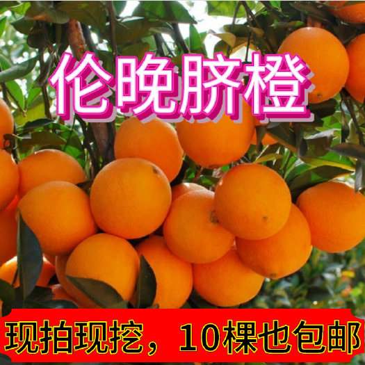 阳朔县【放心购】西班牙晚熟脐橙苗 伦晚脐橙苗 赣南脐橙苗