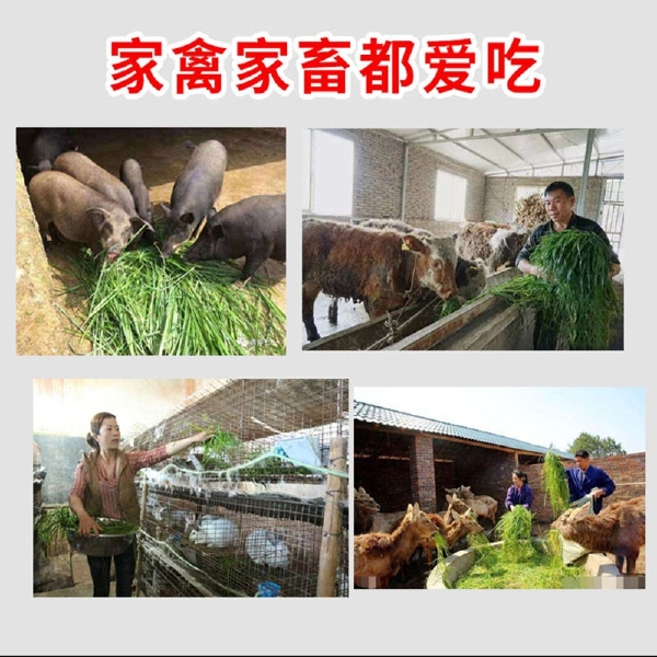 耐寒宽叶牧草种子一年生黑麦草种子猪牛羊鸡鸭鹅鱼四季草种