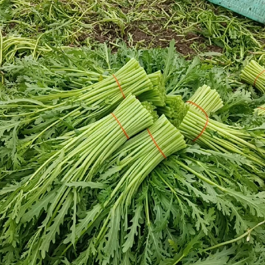 上海 茼蒿菜