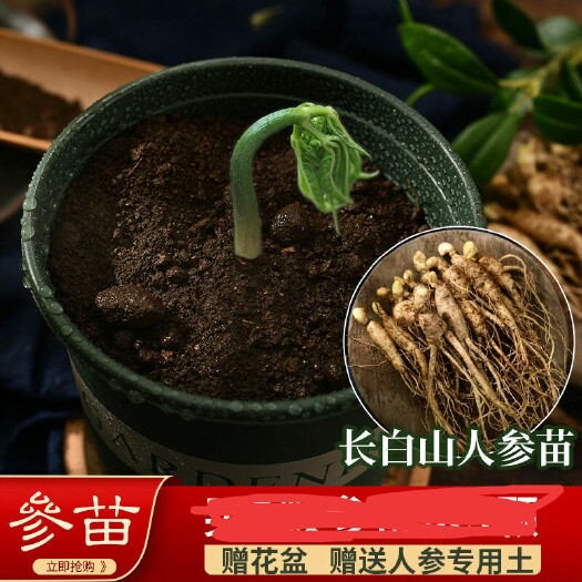 人参种苗 长白山人参苗盆栽现挖带土鲜人参泡酒煲汤滋补东北吉林