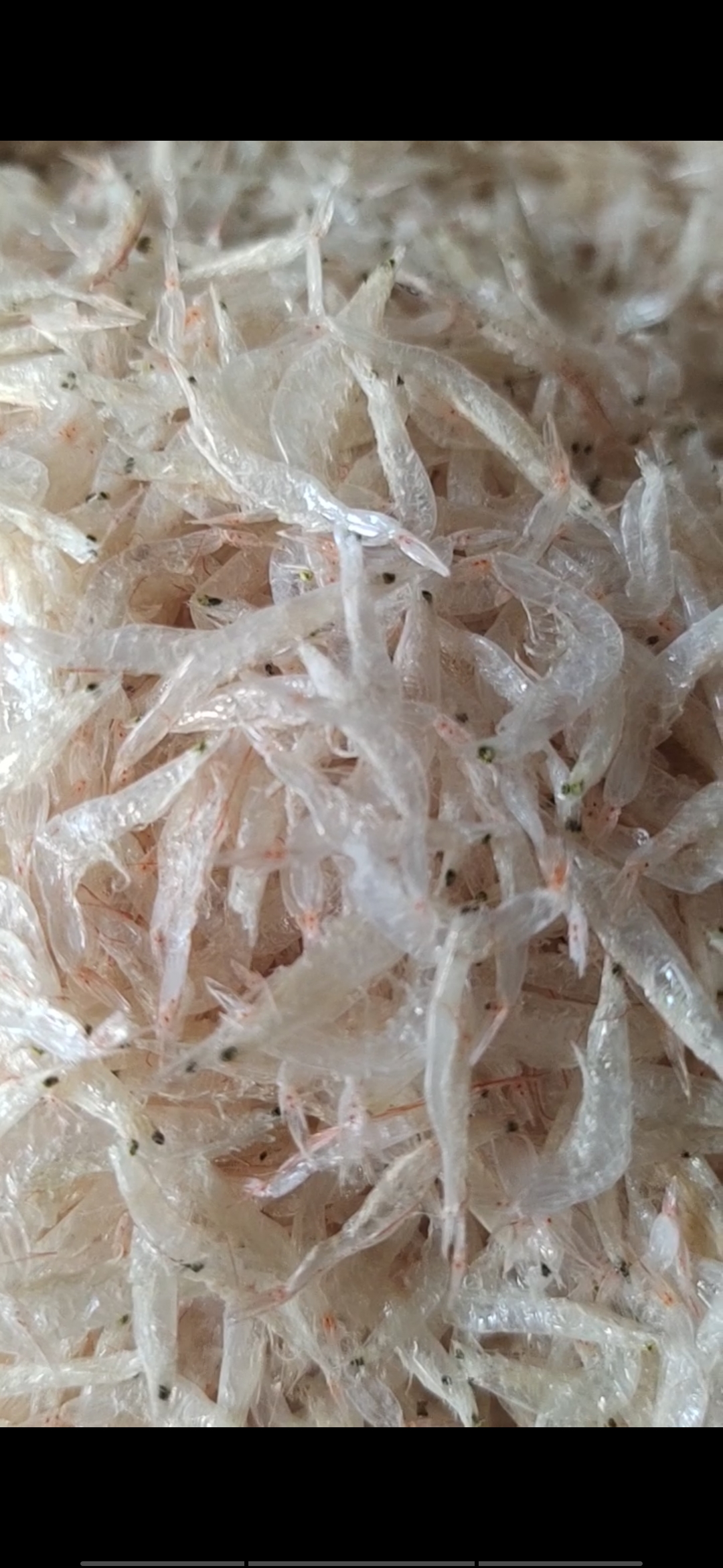 茂名廣東水產干貨今年烘干蝦皮，白凈，足干，味道鮮美