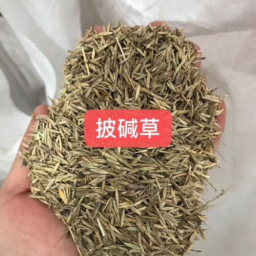 郓城县披碱草披碱草种子矿山修复草种耐旱抗风沙草种草场补播草种
