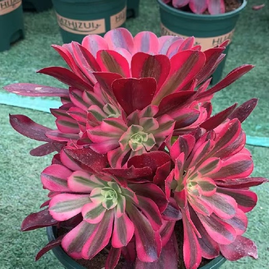 青州市美杜莎，精品多肉植物基地直供