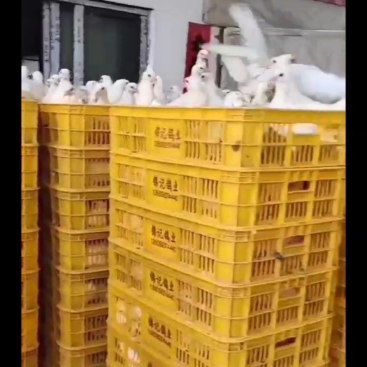 连平县 优质品种肉鸽：通货鸽子 黑鸽 次鸽