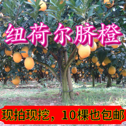 桂林【放心购】早熟纽荷尔脐橙苗 赣南脐橙苗 橙子苗 长虹脐橙苗