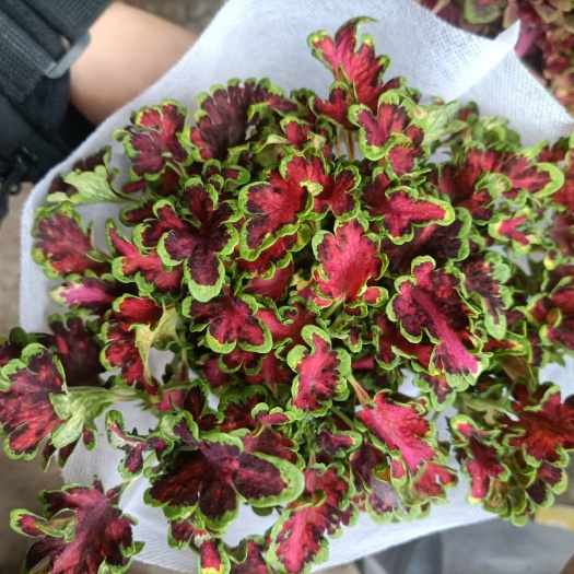 青州市彩叶草盆栽 彩叶草盆栽 多色