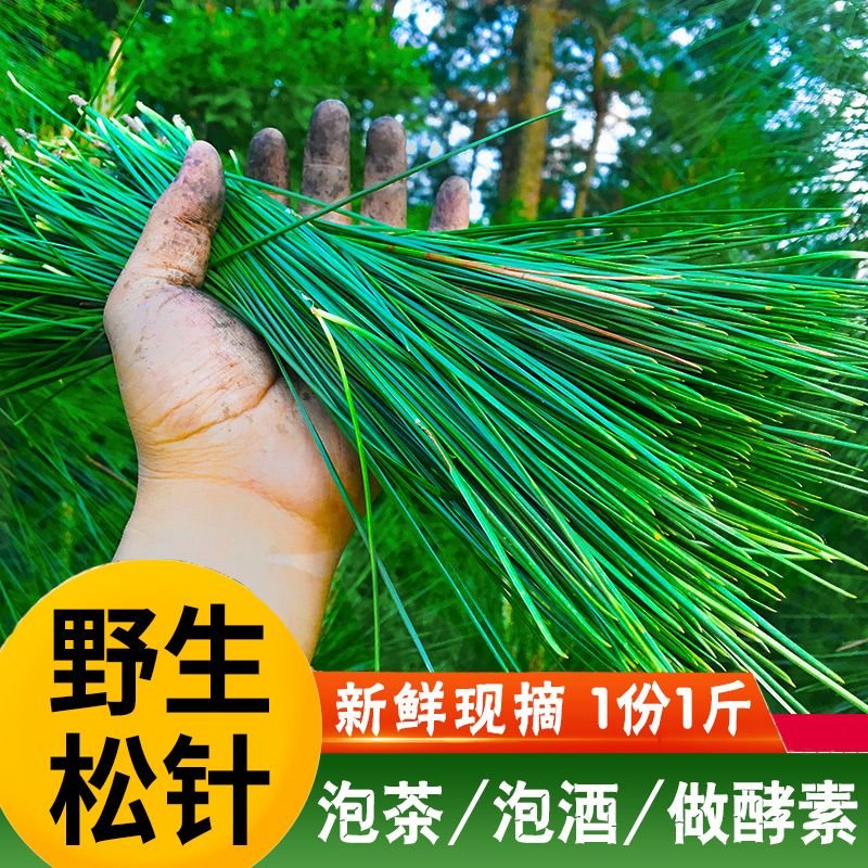  江西赣南新鲜松针茶山松须毛猪鬃青马尾松叶酵素粉枞树