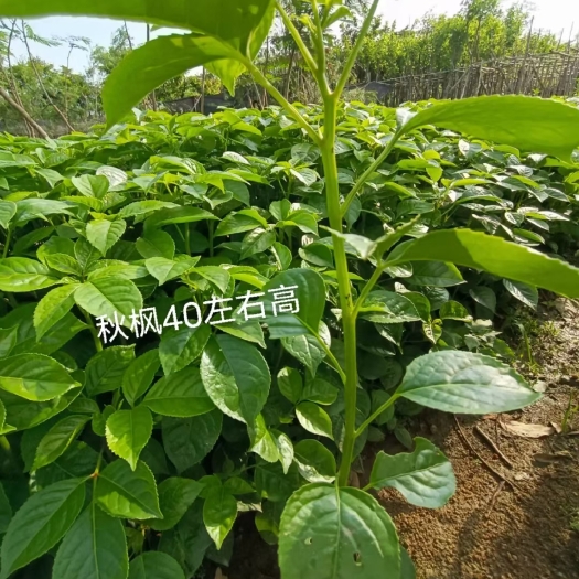 普宁市黄花风铃木 0.5米以下 4公分以下 2公分以下 1米以下