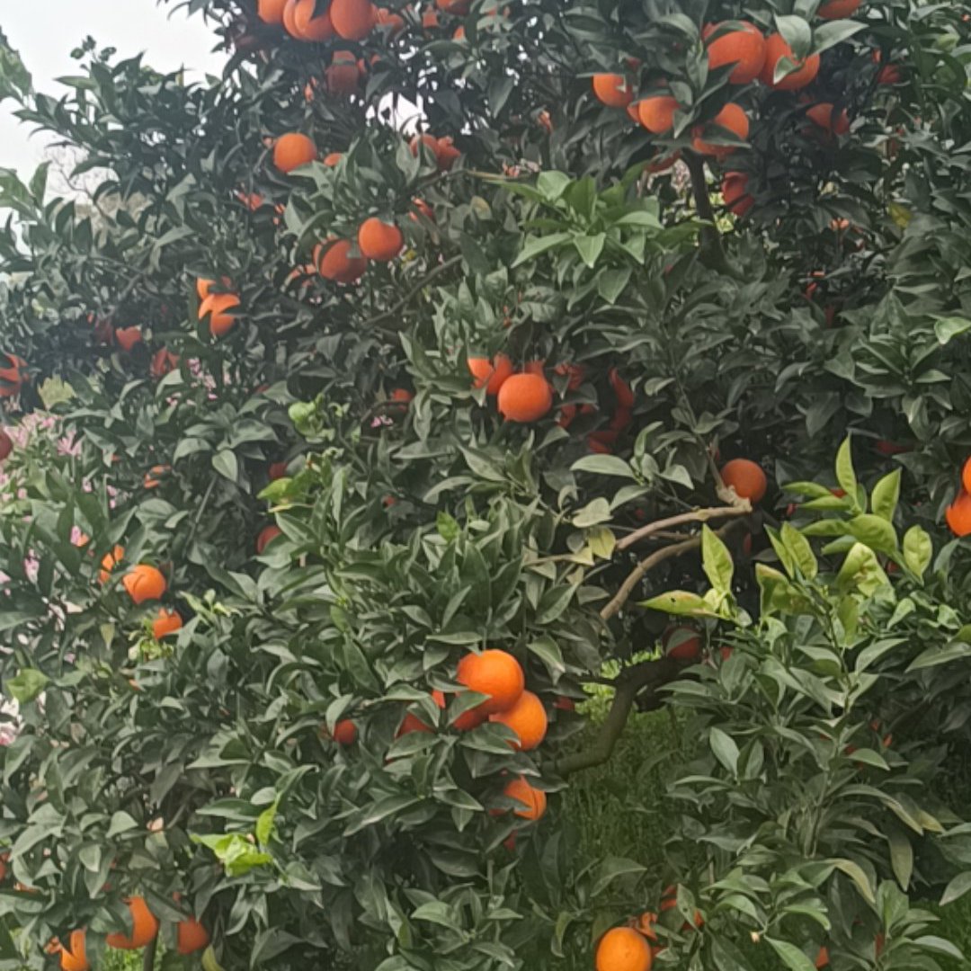 脐橙 重庆市重庆市奉节县 