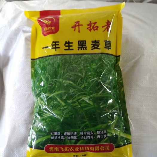 耐寒宽叶牧草种子一年生黑麦草种子猪牛羊鸡鸭鹅鱼四季草种