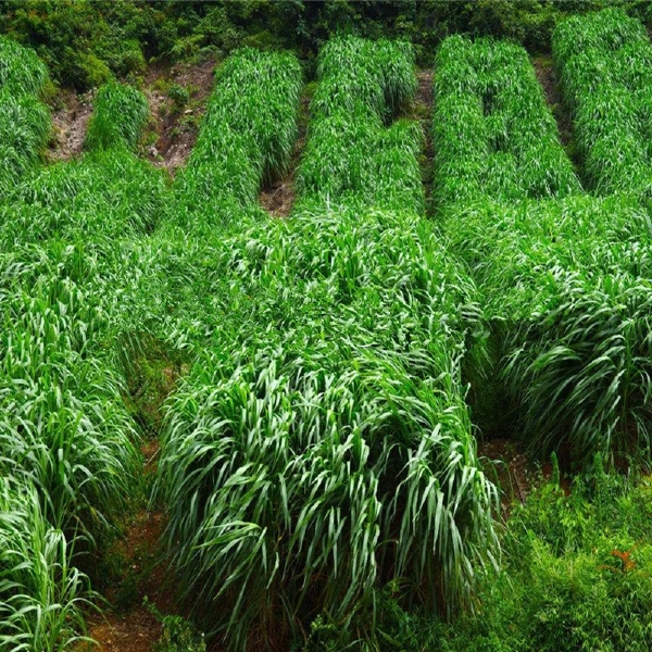 耐寒宽叶牧草种子一年生黑麦草种子猪牛羊鸡鸭鹅鱼四季草种