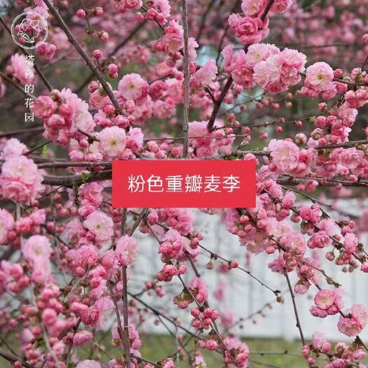 粉色重瓣麦李袋苗 耐寒-25° 可用于园林工程绿化 全国发货