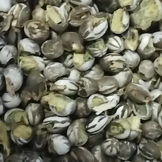 通榆县蚕蛹 通榆自然洋拉罐