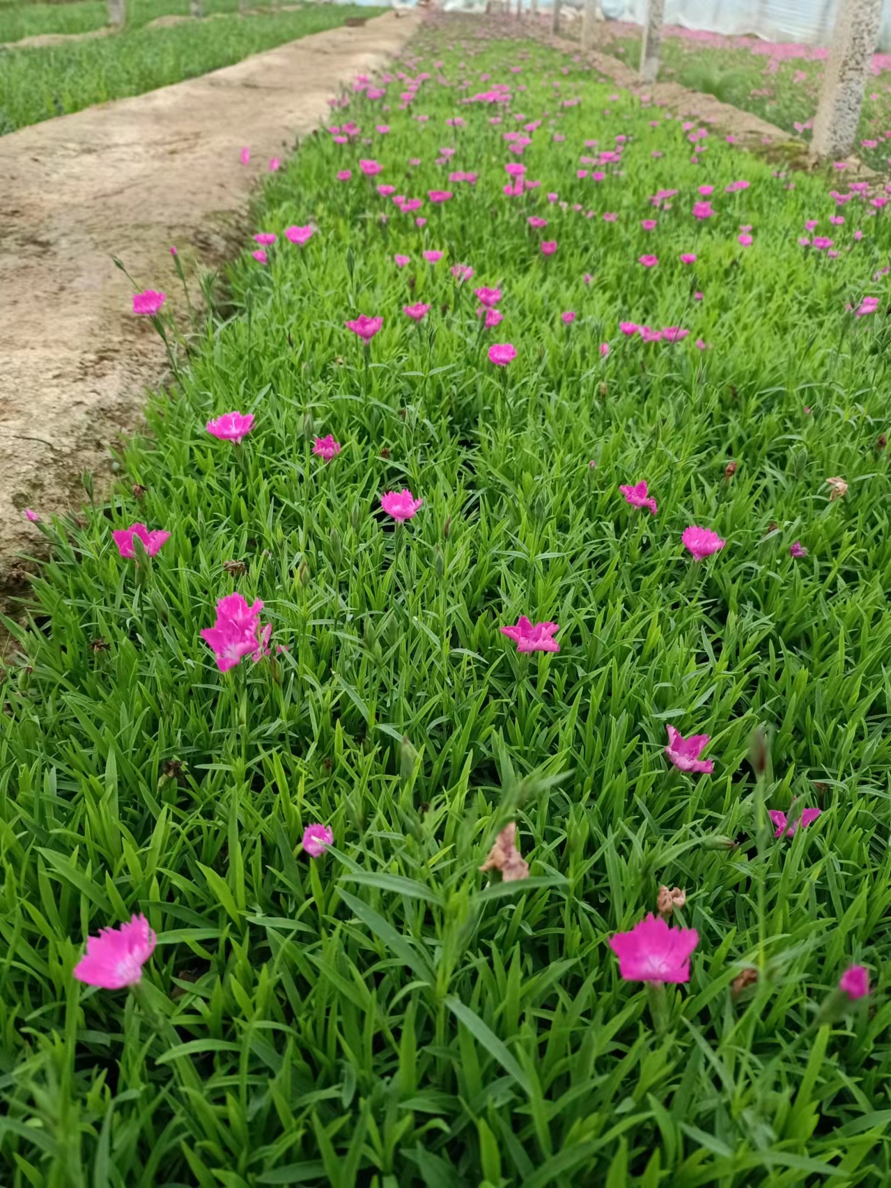 开花机器欧石竹 带花的草坪  欧石竹杯苗