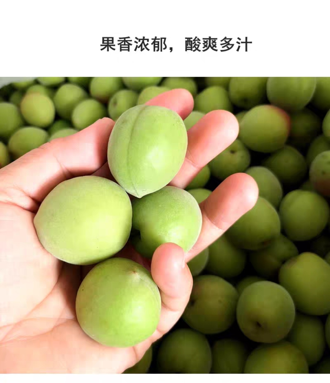 大邑县今年新鲜的青梅鲜果上市了，欢迎采购