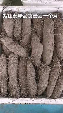 上犹县热卖江西农家 紫山药种子 新鲜脚板薯毛薯种子  存活率