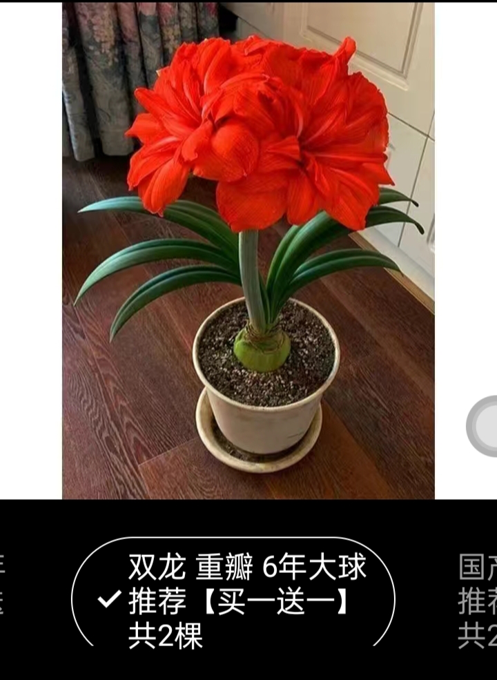 兴业县朱顶红种球 荷兰重瓣朱顶红四季开花植物室内盆栽浓香型花卉