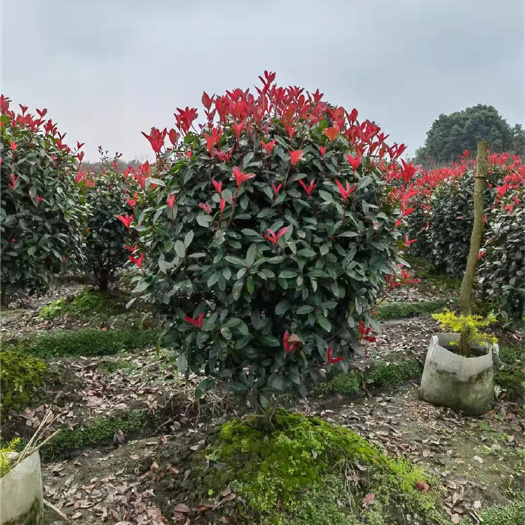 成都 红叶石楠球 杜鹃球 百亩造型植物基地 成都参天园林