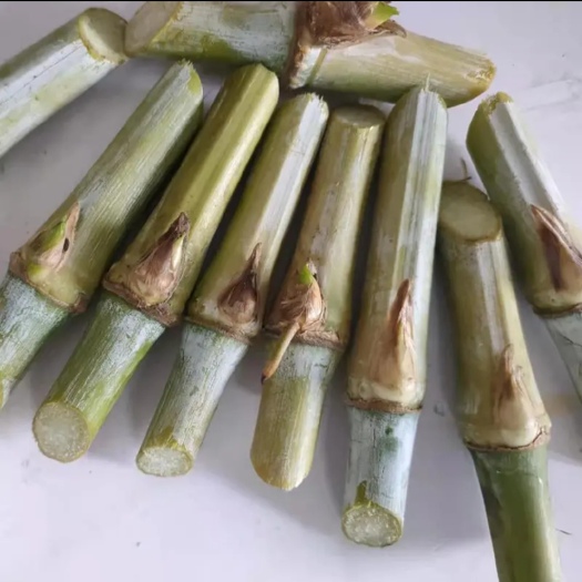 罗甸县甜象草种子 甜象草种节批发