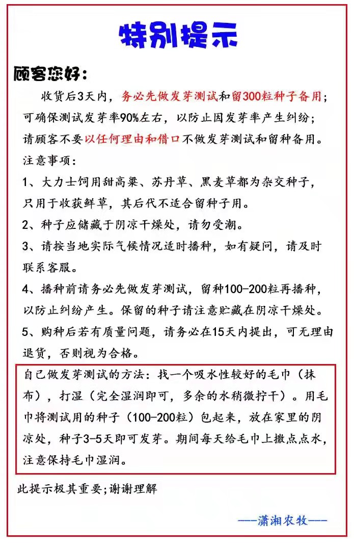 饲用甜高粱 大力士 高产牧草种子牛羊牧草种子春天牧草