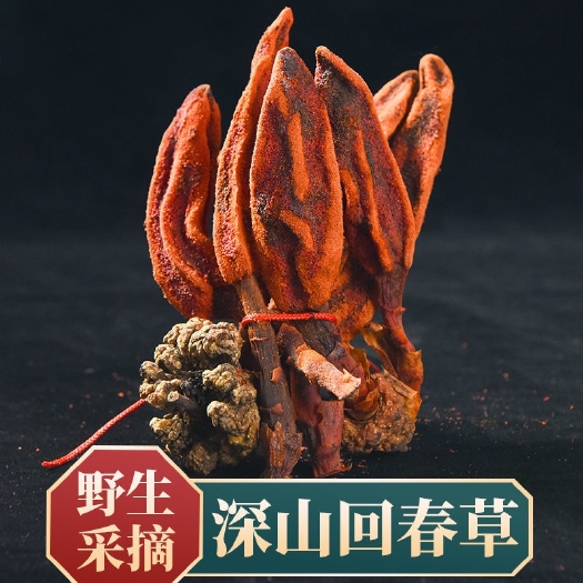 【优惠】云南回春草回春草不老草顶天柱配肉苁蓉泡酒配方泡