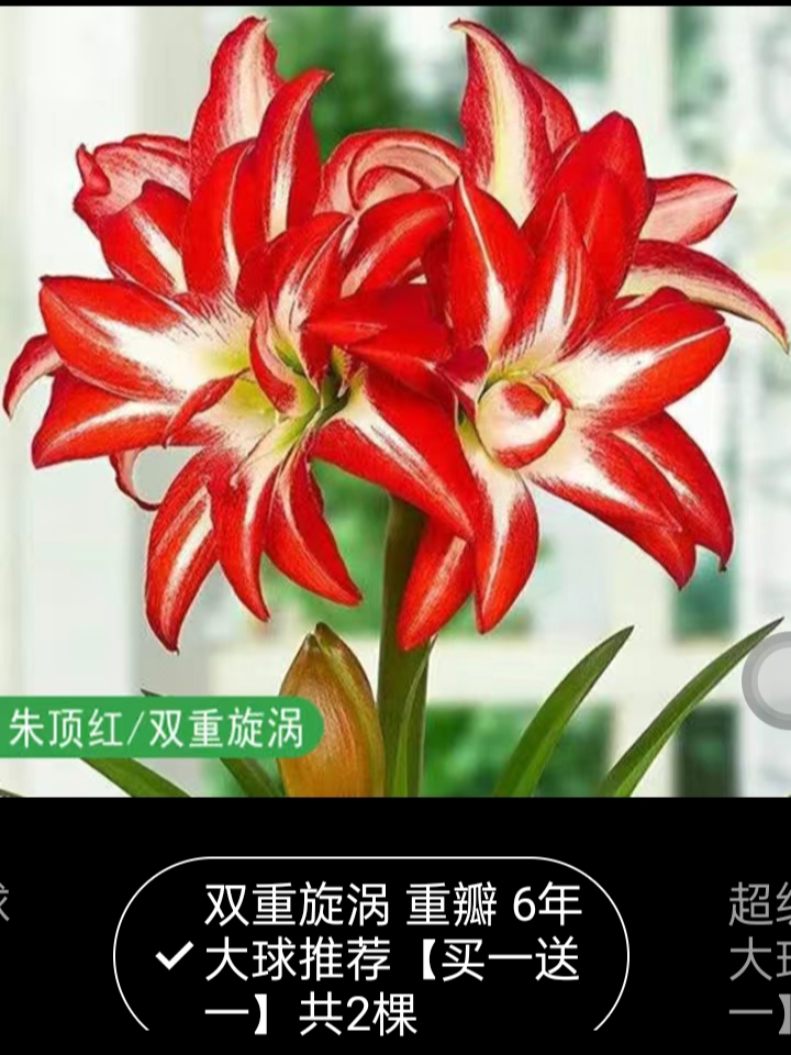 兴业县朱顶红种球 朱顶红四季开花植物室内盆栽浓香型花卉