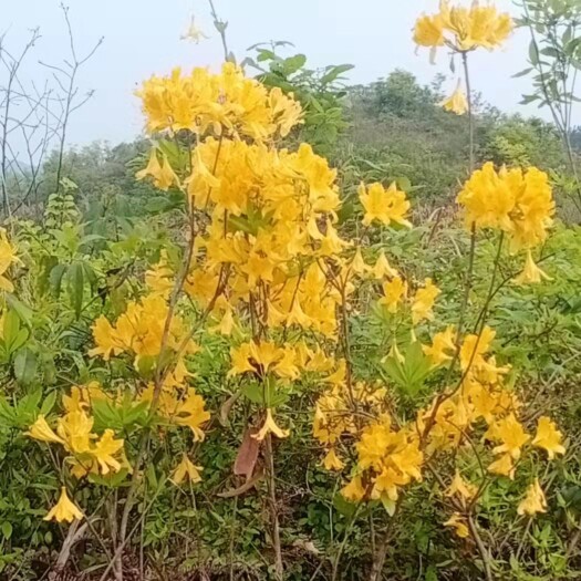 黄花杜鹃 0.5~1米 10~12公分 4公分以下 1米以下 