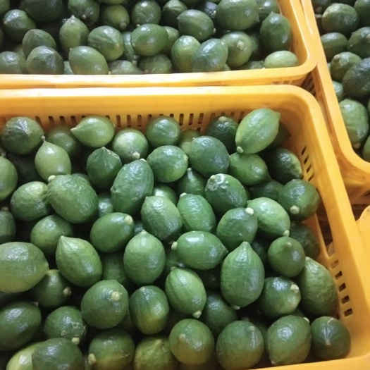 海口广东香水柠檬 基地直供