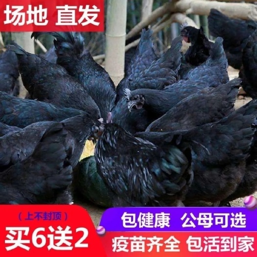莘县农家散养五黑鸡绿壳蛋鸡五黑绿壳脱温鸡乌骨鸡半大活体发货