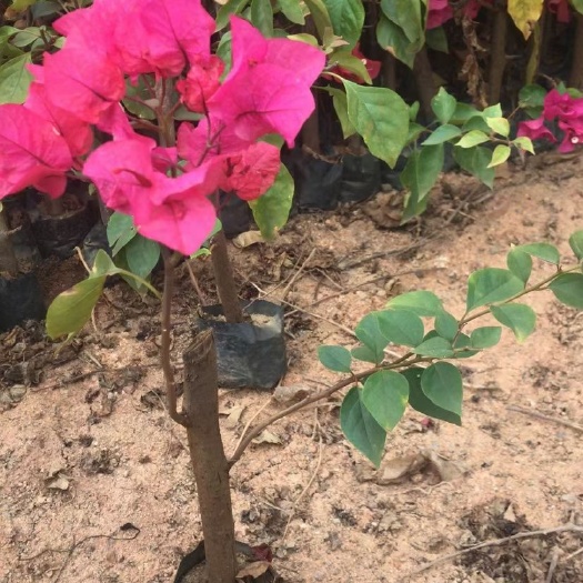 三角梅小苗  多种颜色可选