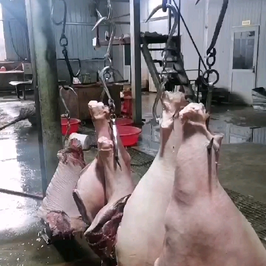 宁津县热销鲜马肉自己屠宰场加工，一手货源精修去油