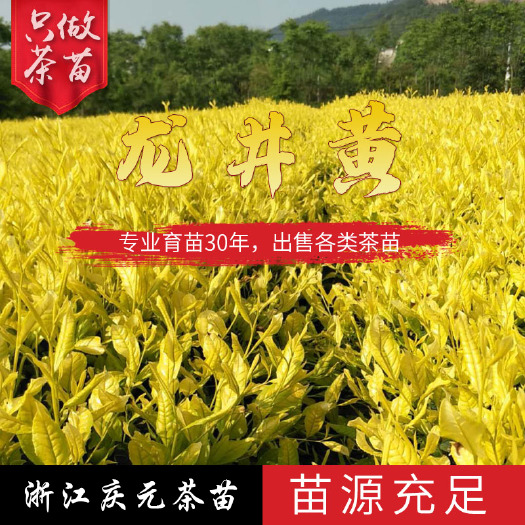 越黄茶苗龙井黄茶苗新品种黄龙井茶苗 浙江黄茶树苗茶叶苗