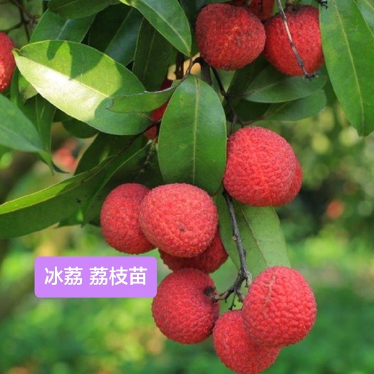 灵山县冰荔苗 蜂蜜味的荔枝新品种