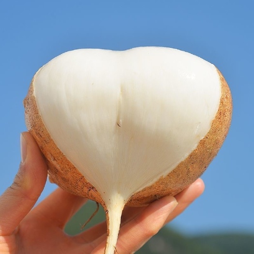 灵山县四川牧马山凉茹凉薯种子水果白（地瓜）新育成水果早熟脆甜水分